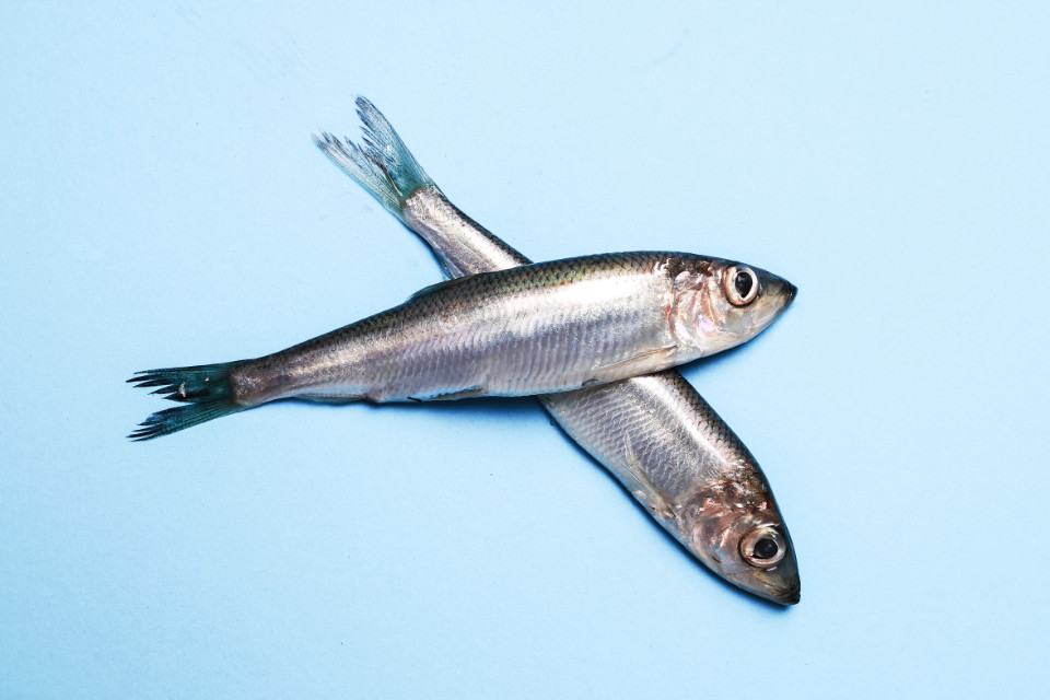 Curso de Manipulador de alimentos: Sector Productos pesqueros